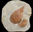 Two Paleocene Fossil Leaves (Celtis & Zizyphoides) - Montana #71523-1
